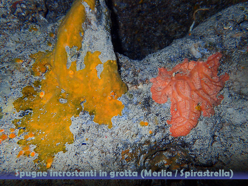 Spugne incrostanti in grotta (Merlia / Spirastrella)