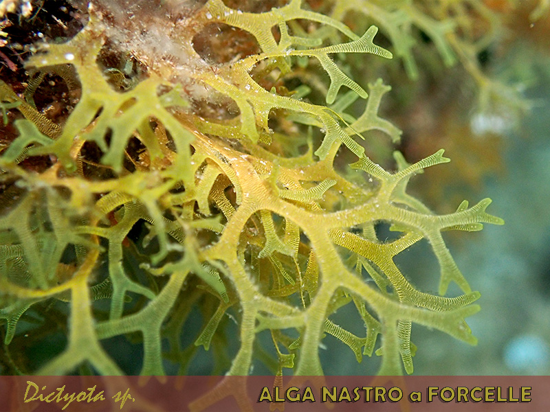 Alga da identificare 18