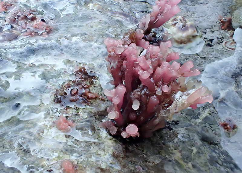 Palisada sp. (tenerrima?)