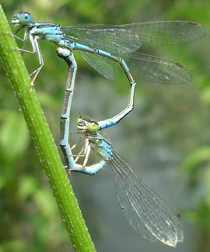 Coenagrion scitulum o caerulescens? caerulescens!