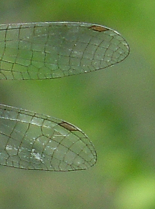 Coenagrion scitulum o caerulescens? caerulescens!