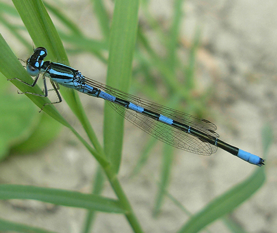 Coenagrion scitulum o caerulescens? caerulescens!