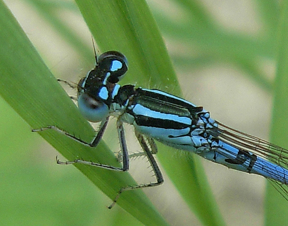 Coenagrion scitulum o caerulescens? caerulescens!