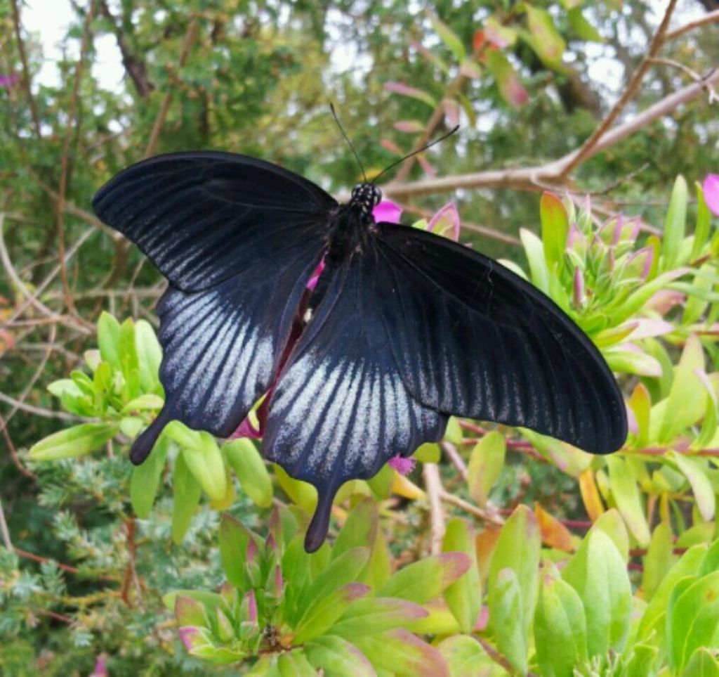 Farfalla nera:  maschio di Papilio memnon lowii