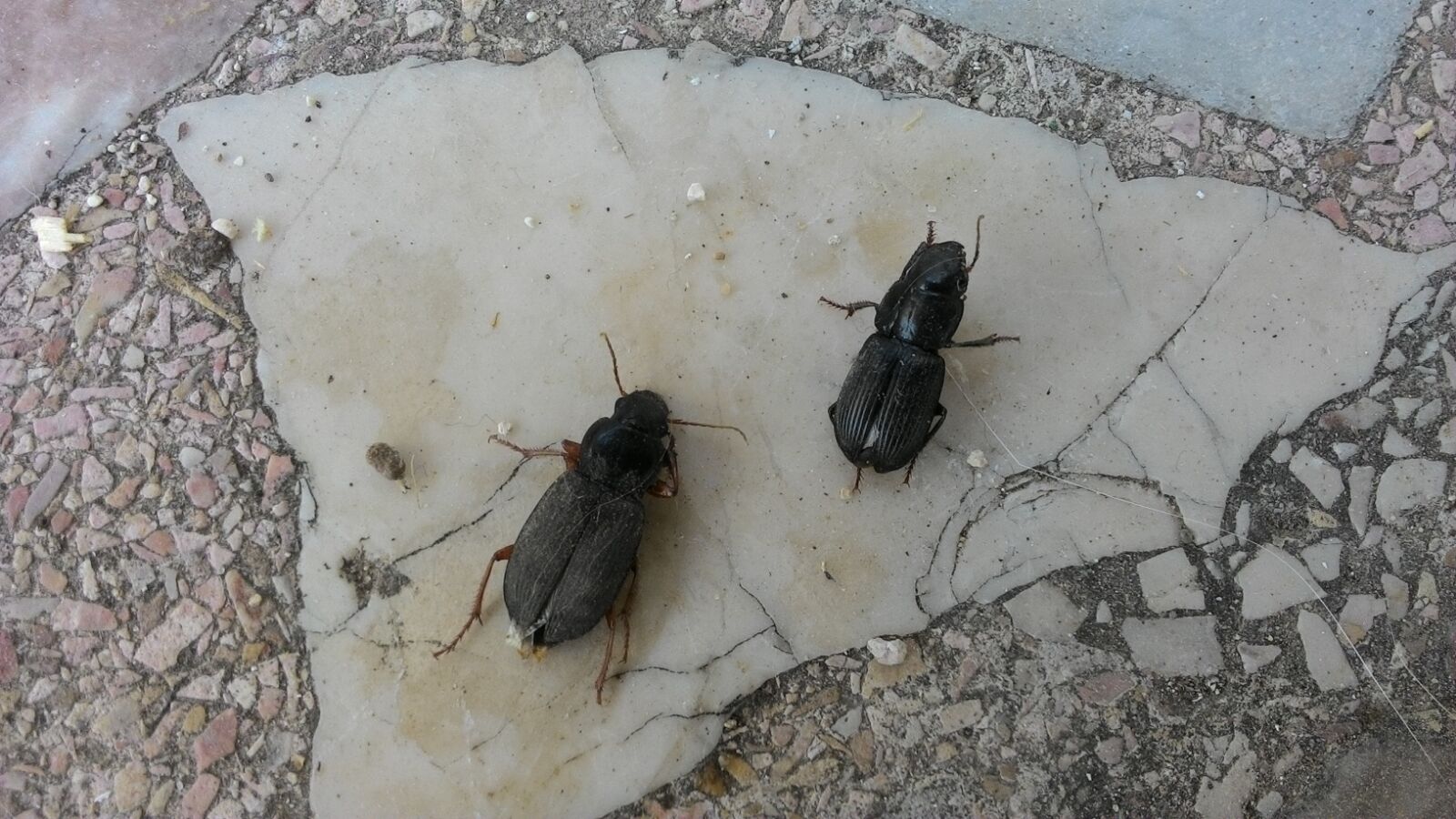 Strani insetti sconosciuti in giardino