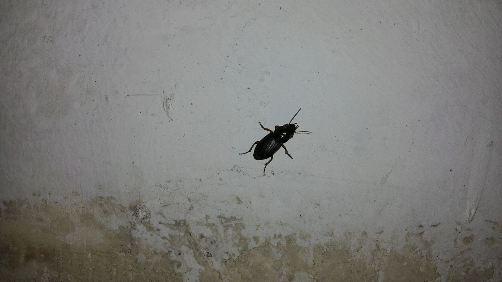Strani insetti sconosciuti in giardino
