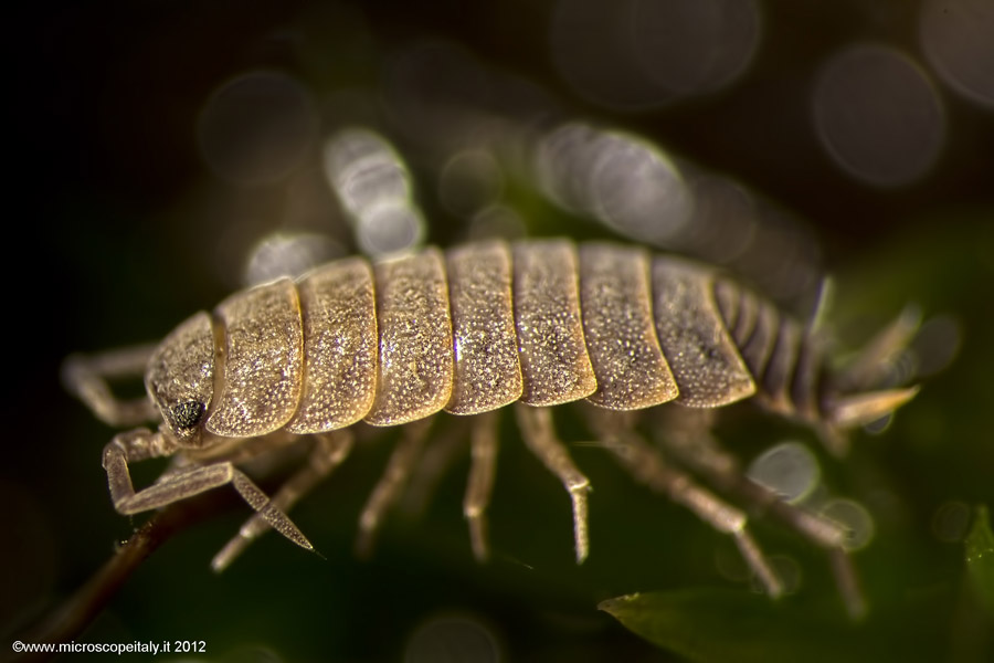 Aiuto identificazione: Porcellio