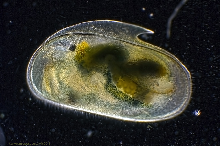 Coppia di crostacei!