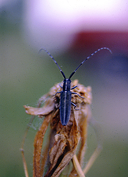 genere Agapanthia... Agapanthia cardui