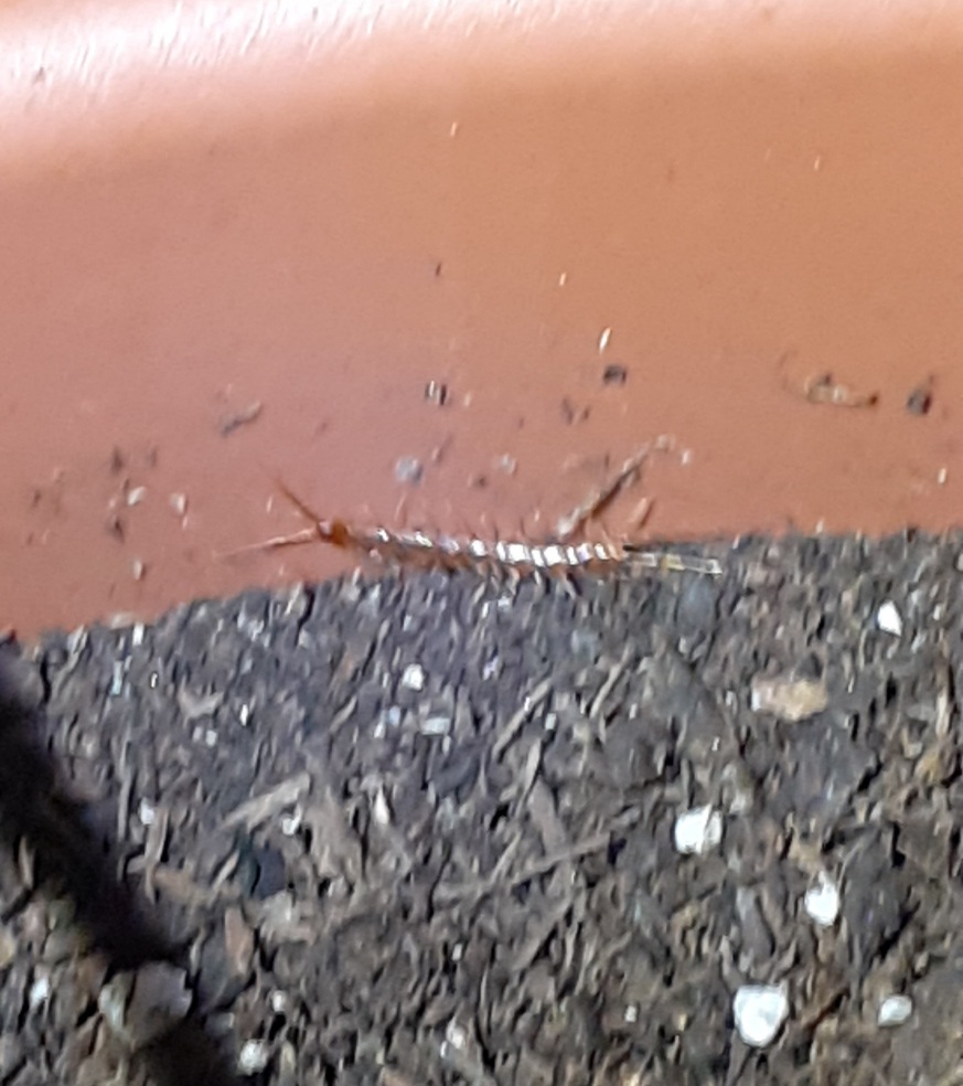 Insetti nel terreno