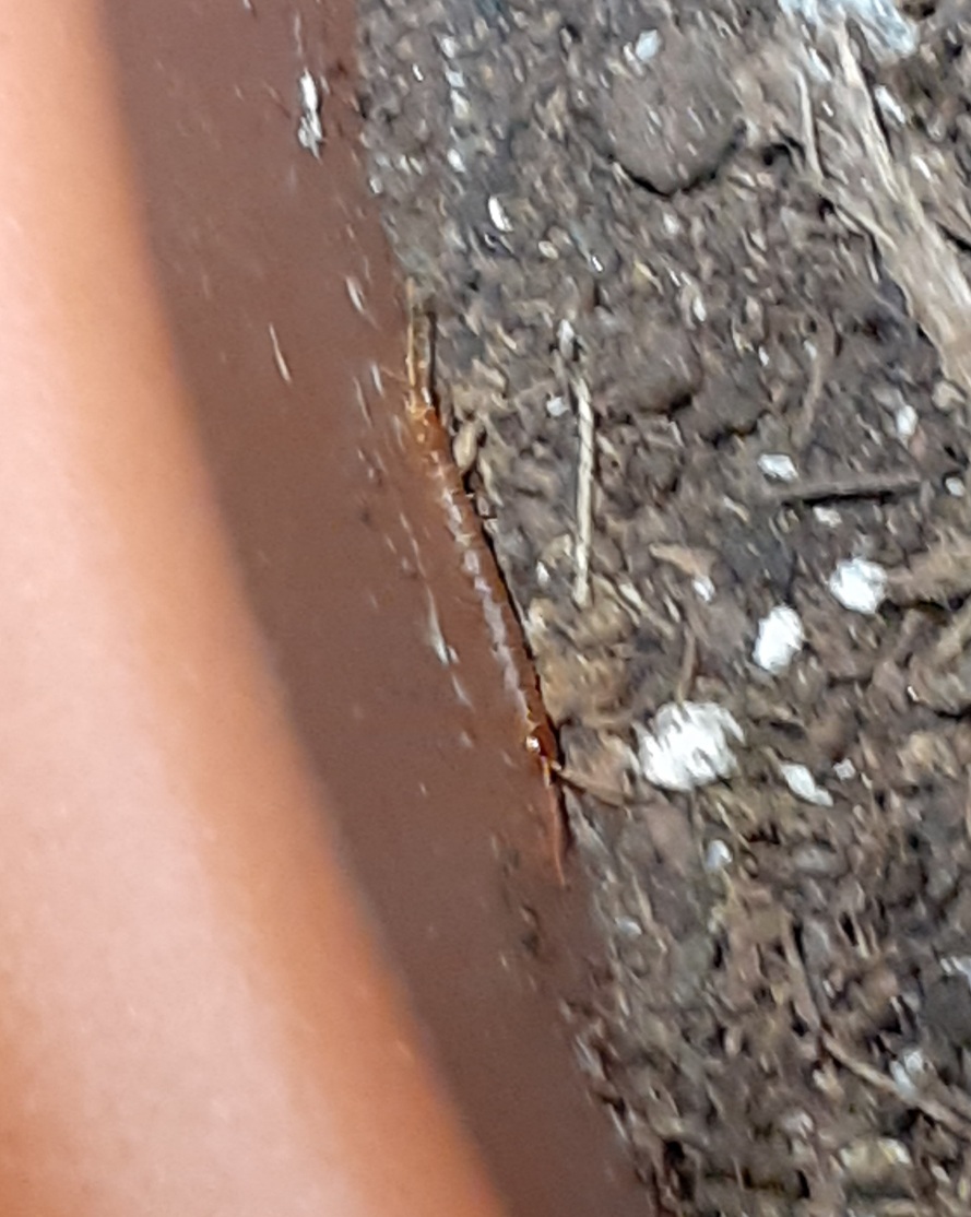 Insetti nel terreno
