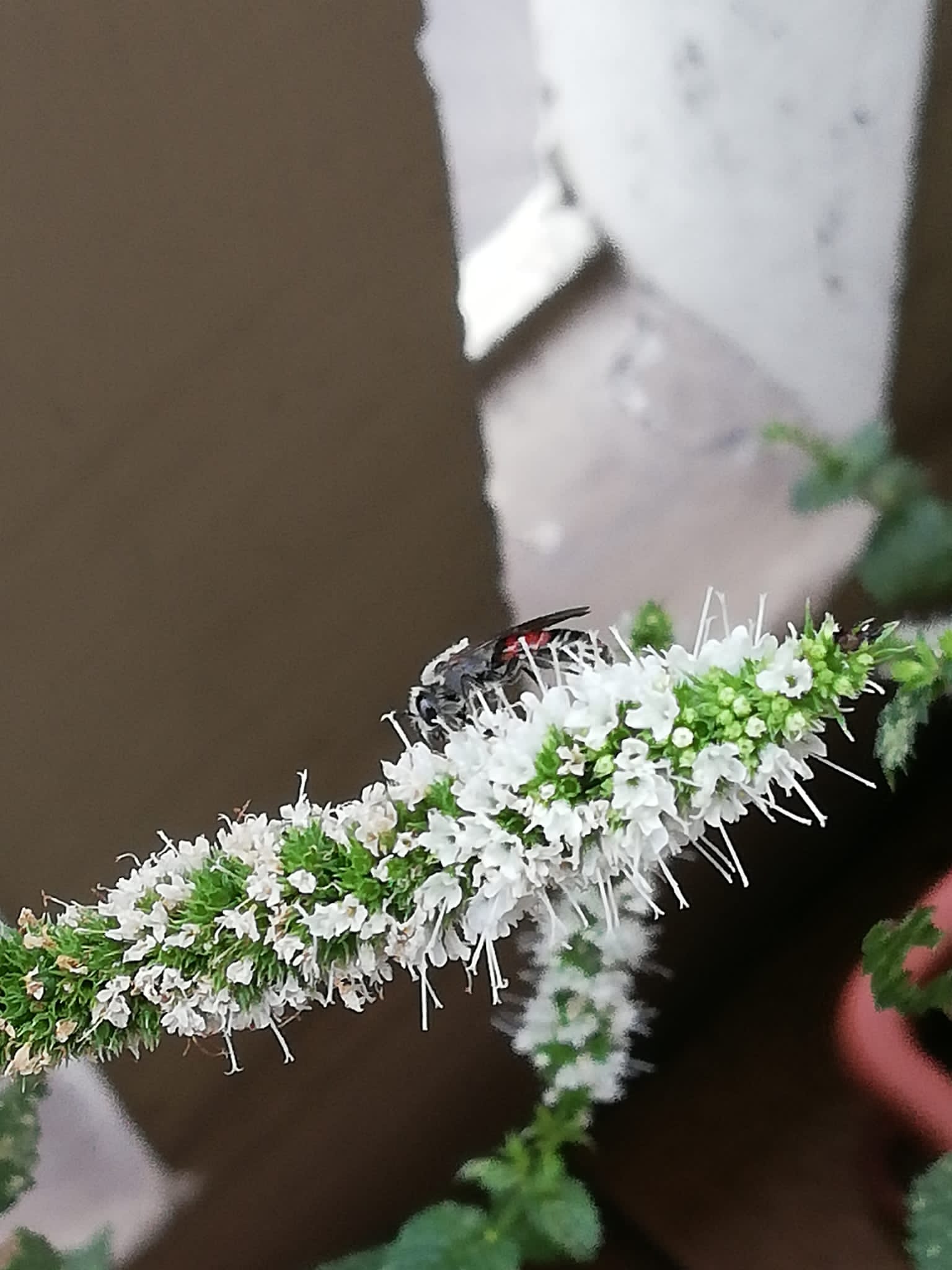 Halictidae: maschio di Lasioglossum sp.