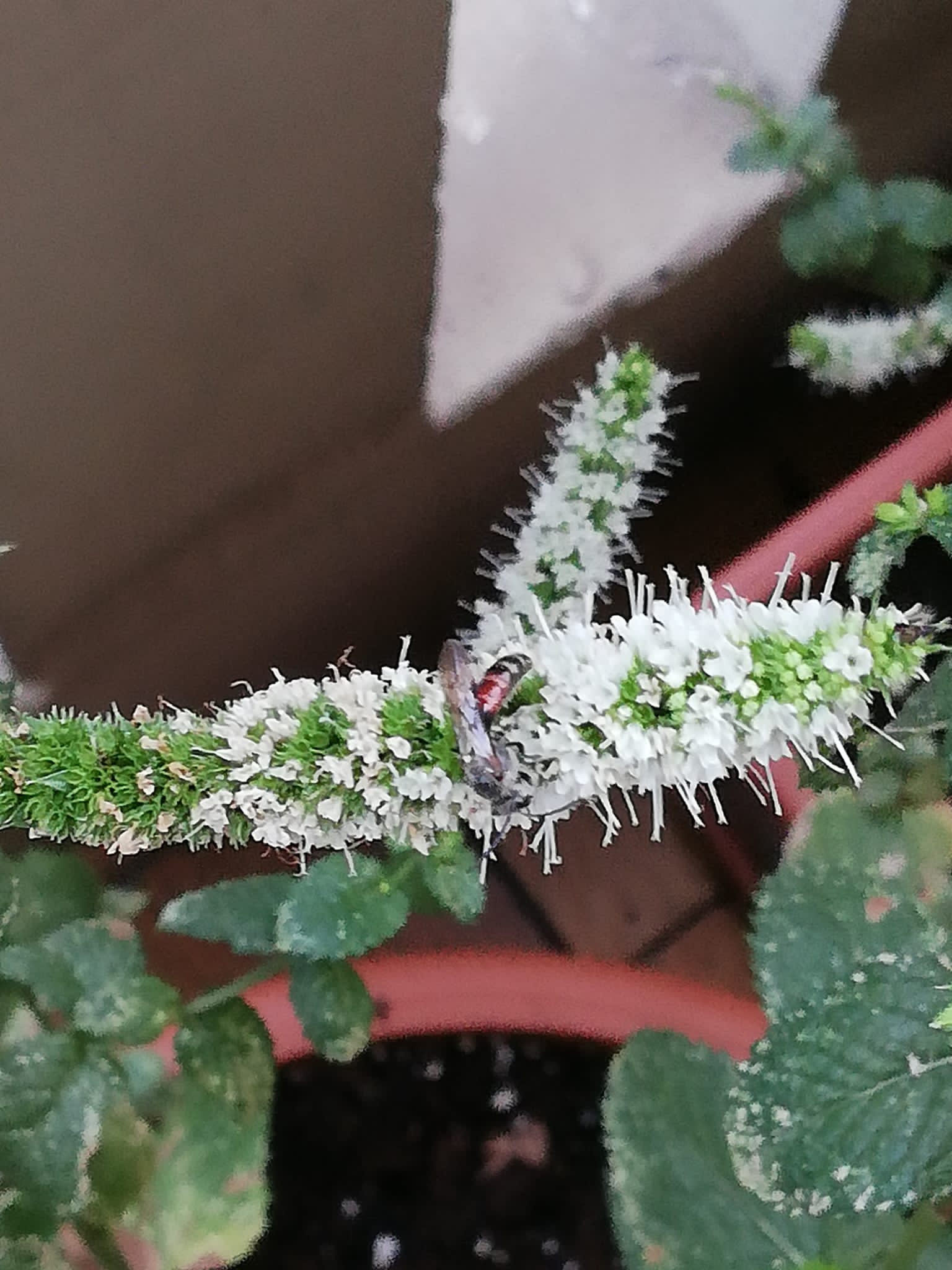 Halictidae: maschio di Lasioglossum sp.