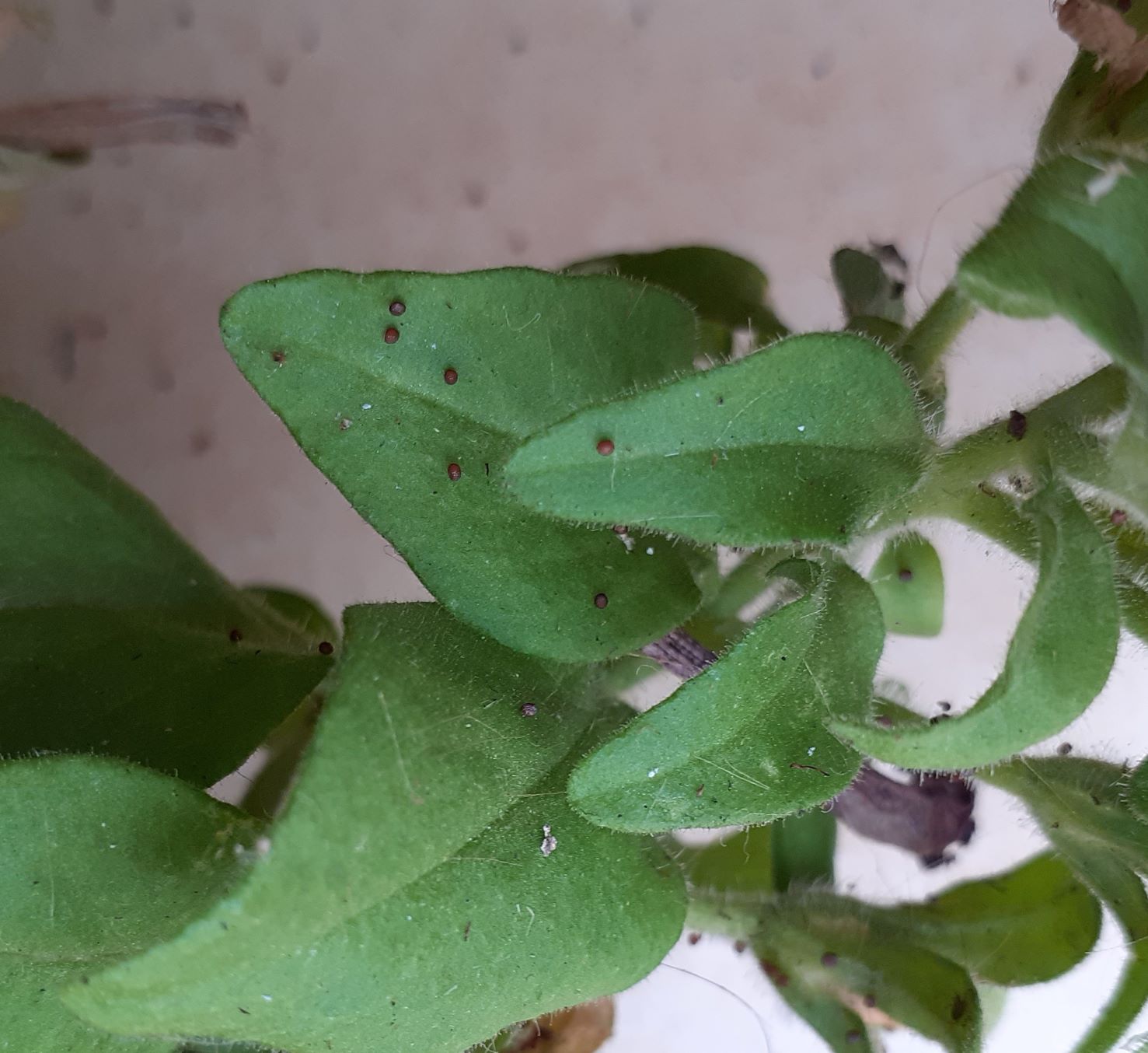 Escrementi tondi su Petunia