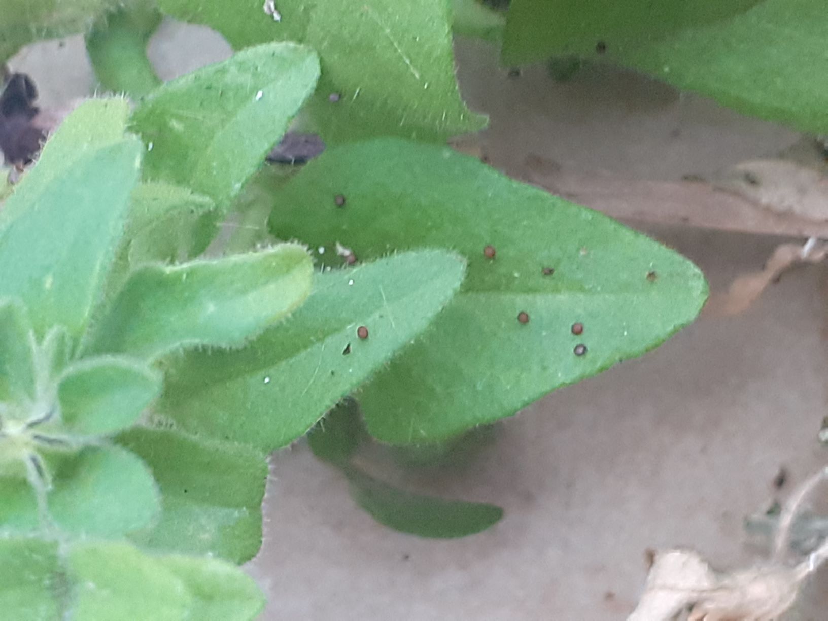 Escrementi tondi su Petunia