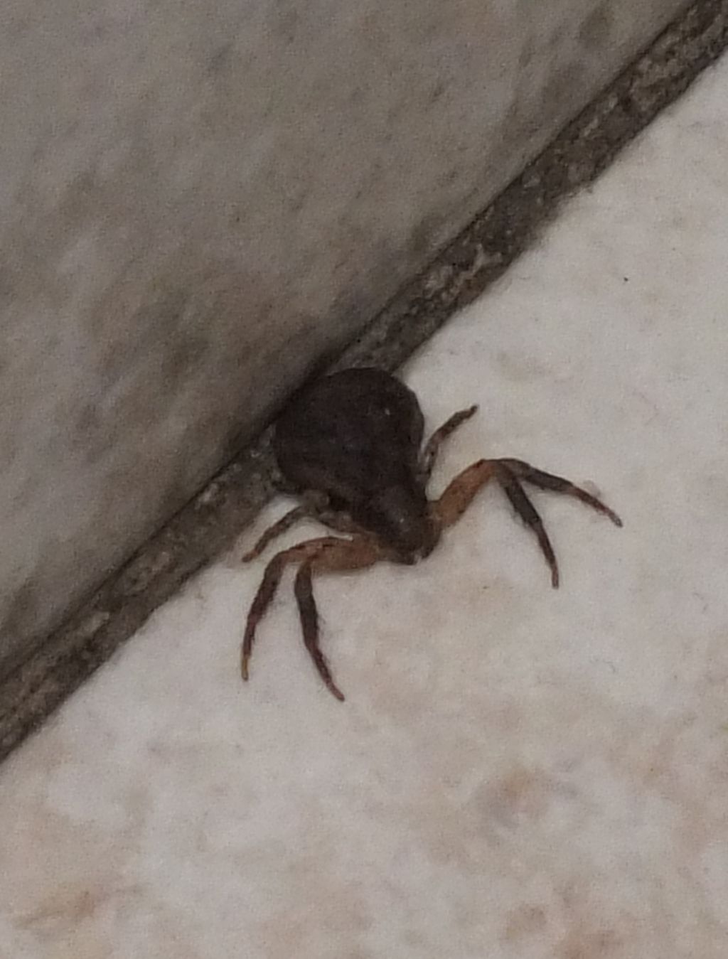 E'' una zecca o un ragno? Ozyptila sp. - Perugia
