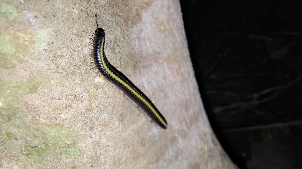 Millepiedi giallo