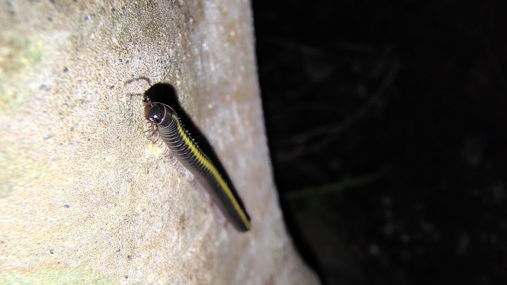 Millepiedi giallo
