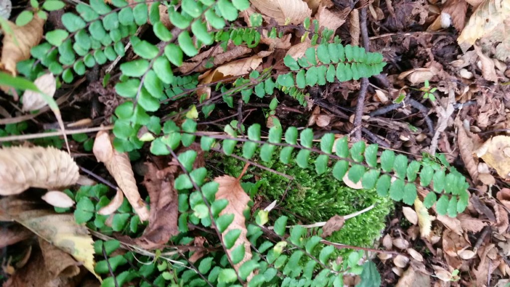 Asplenium trichomanes