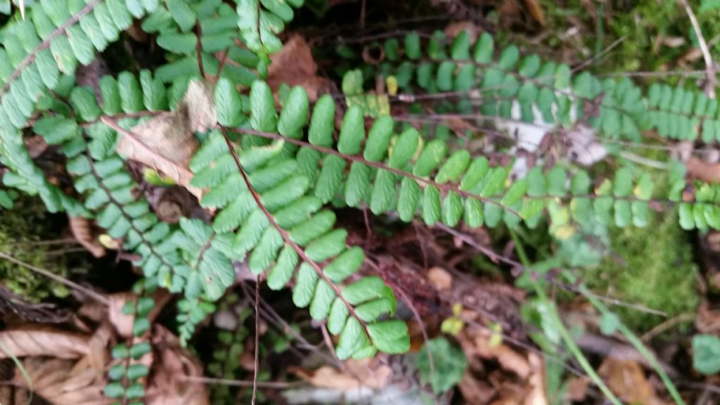 Asplenium trichomanes