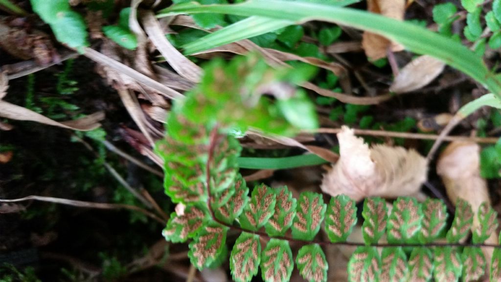 Asplenium trichomanes