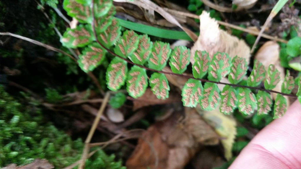 Asplenium trichomanes