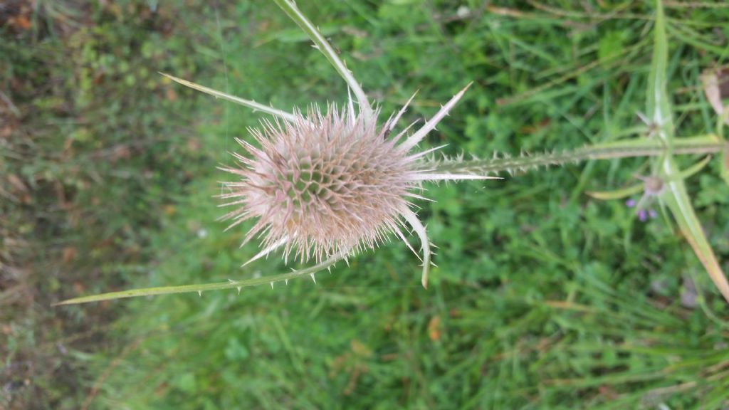 Dipsacus fullonum (Caprifoliaceae)