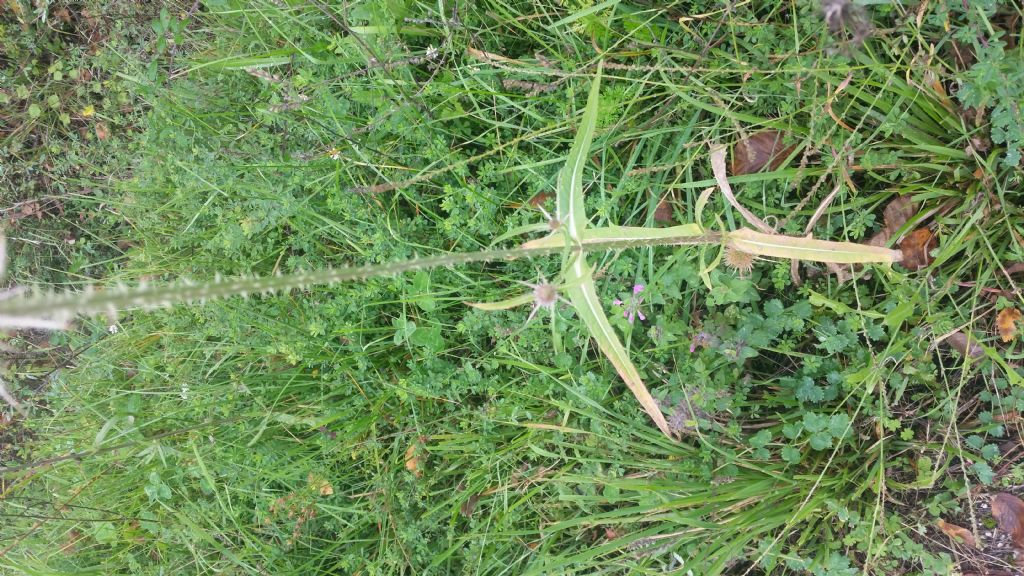 Dipsacus fullonum (Caprifoliaceae)