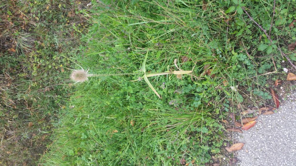 Dipsacus fullonum (Caprifoliaceae)
