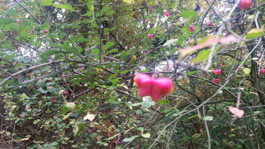 Euonymus europaeus L., (Celastraceae)
