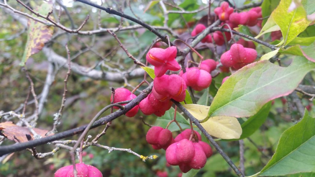 Euonymus europaeus L., (Celastraceae)