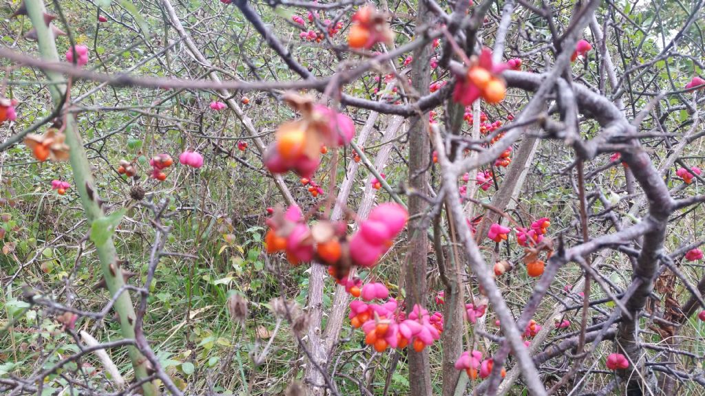 Euonymus europaeus L., (Celastraceae)