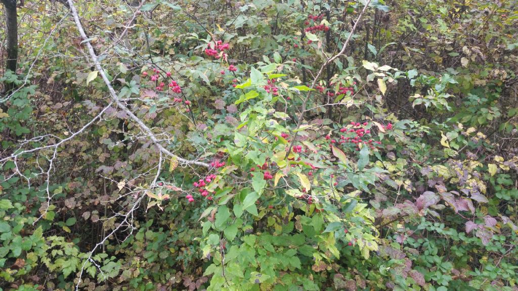 Euonymus europaeus L., (Celastraceae)
