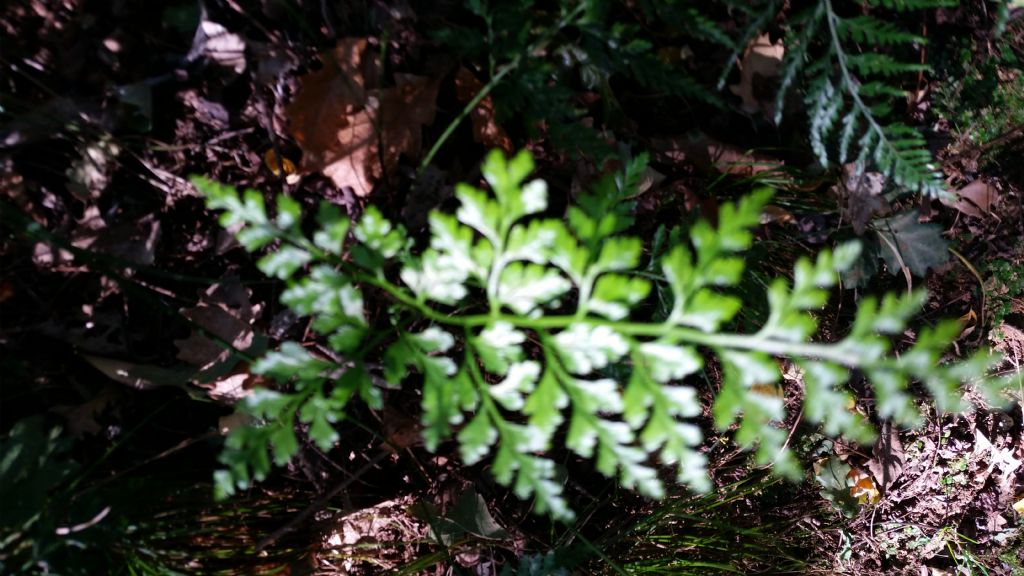 Asplenium onopteris