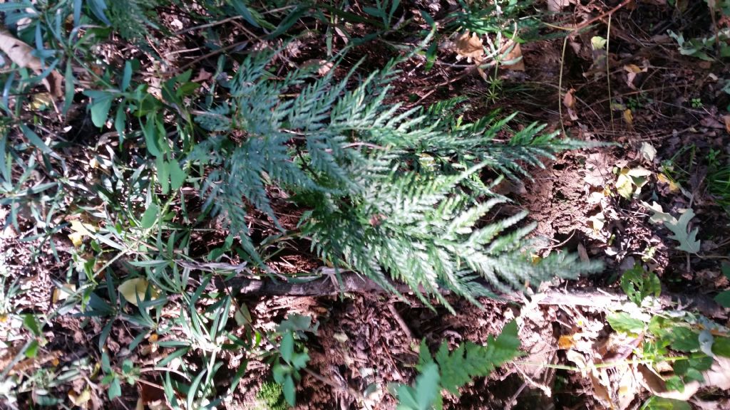 Asplenium onopteris