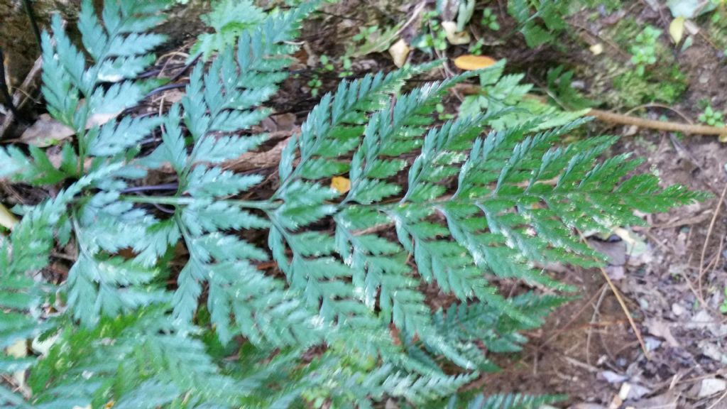 Asplenium onopteris