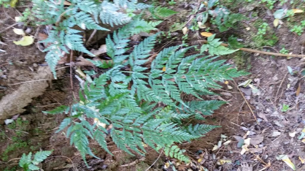 Asplenium onopteris