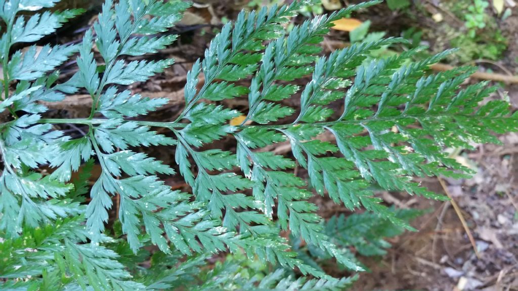 Asplenium onopteris