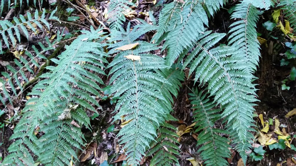 Polystichum setiferum