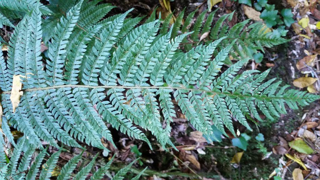 Polystichum setiferum