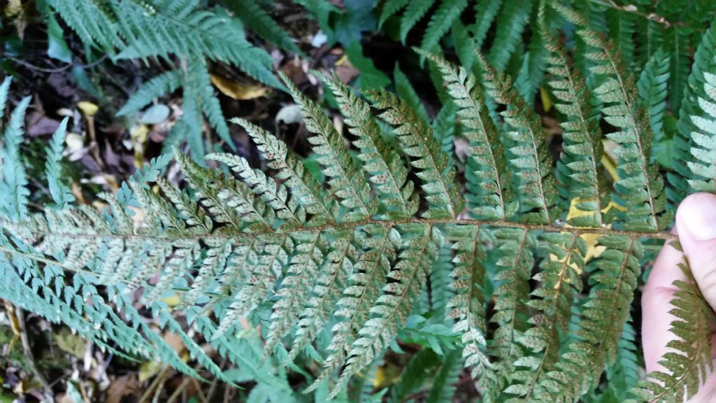 Polystichum setiferum