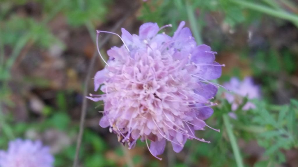Che fiore?