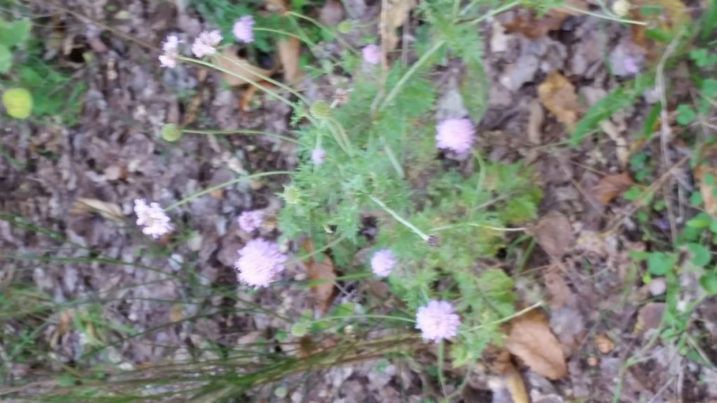 Che fiore?