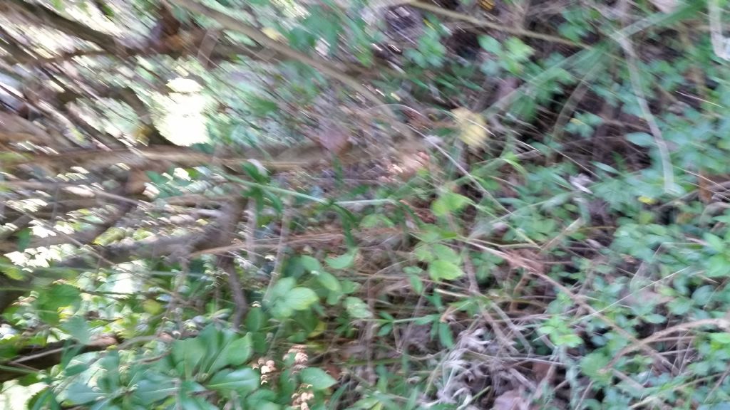 Pianta appiccicosa