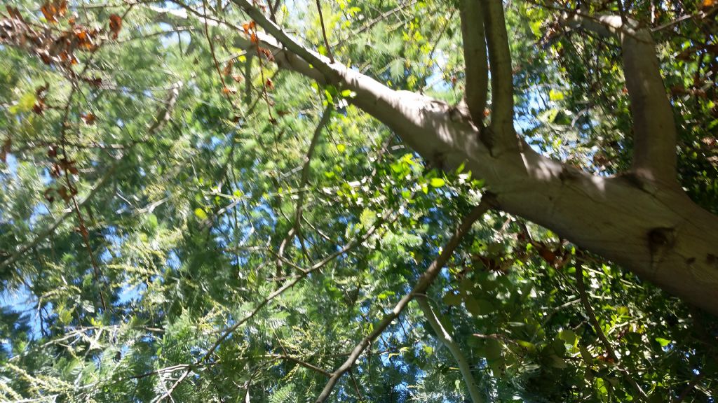 Che albero   (Mimosa)?