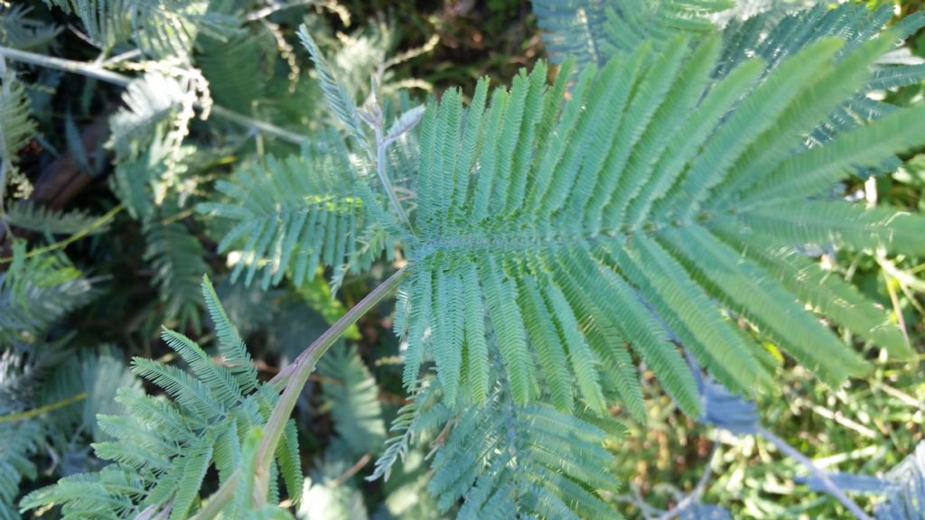 Che albero   (Mimosa)?