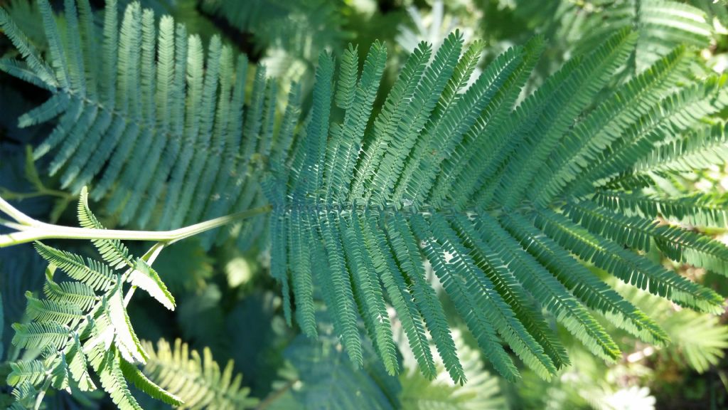 Che albero   (Mimosa)?