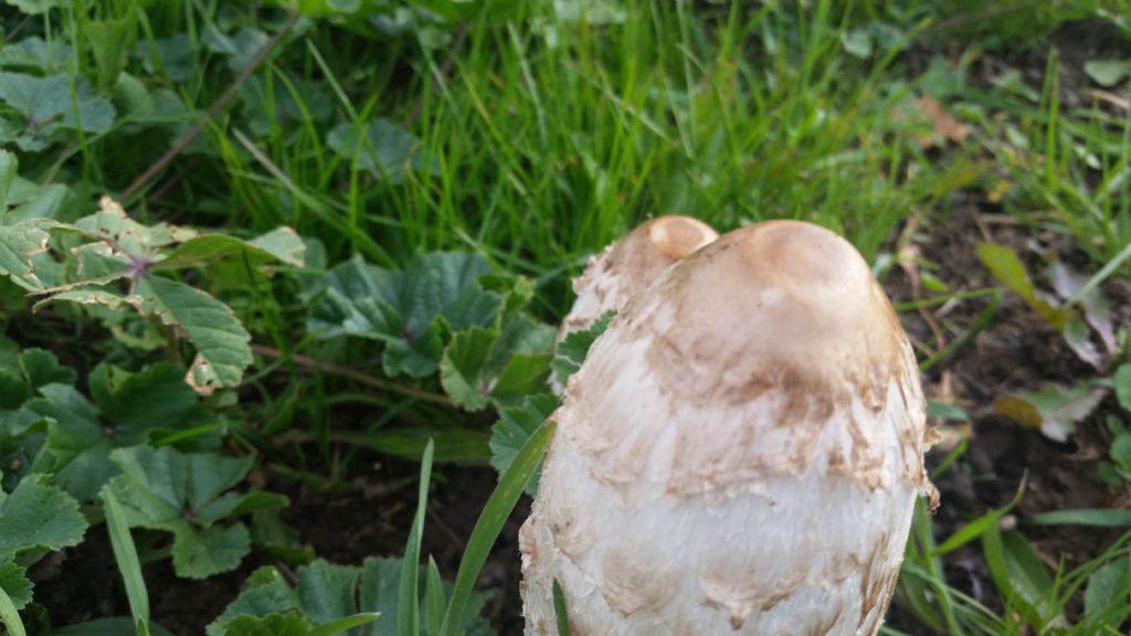 Fungo su spartitraffico