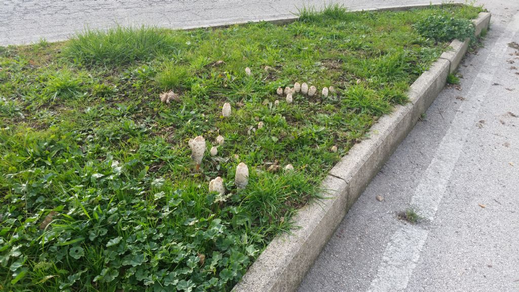 Fungo su spartitraffico