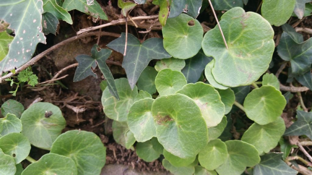 Ombelico di Venere?  S, Umbilicus rupestris (Crassulaceae)